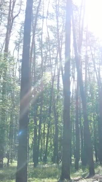Vertical video of the forest by day — Stock Video