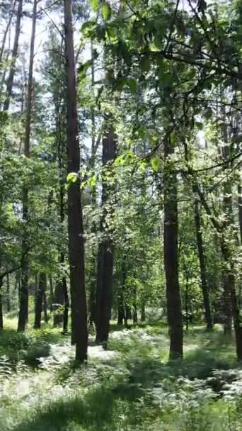 Vertikal video av skogen på dagen — Stockvideo