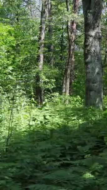 Vertikální video lesa ve dne — Stock video