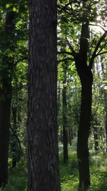 Вертикальное видео леса по дням — стоковое видео