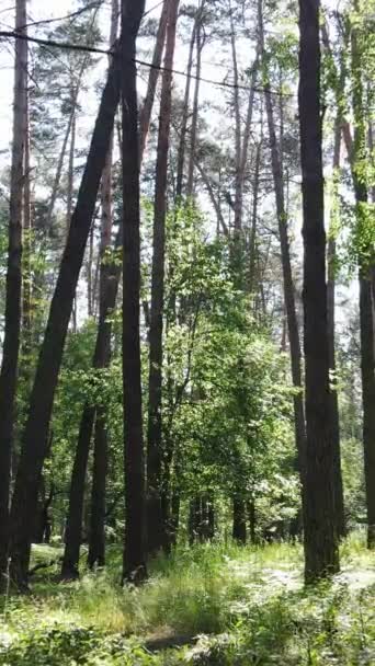 Vídeo vertical del bosque de día — Vídeos de Stock