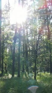 Gündüz ormanın dikey videosu