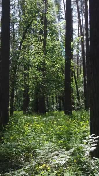 Вертикальне відео лісу по днях — стокове відео