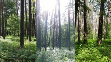 Gündüzleri ormanın bir dikey videosunda üç kişi.