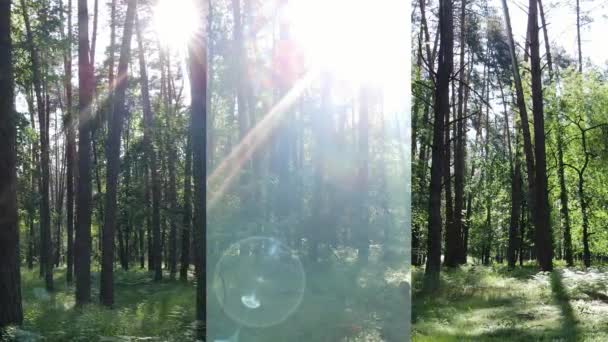 Τρεις σε ένα κάθετο βίντεο του δάσους την ημέρα — Αρχείο Βίντεο