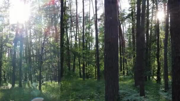 Drei in einem vertikalen Video des Waldes bei Tag — Stockvideo