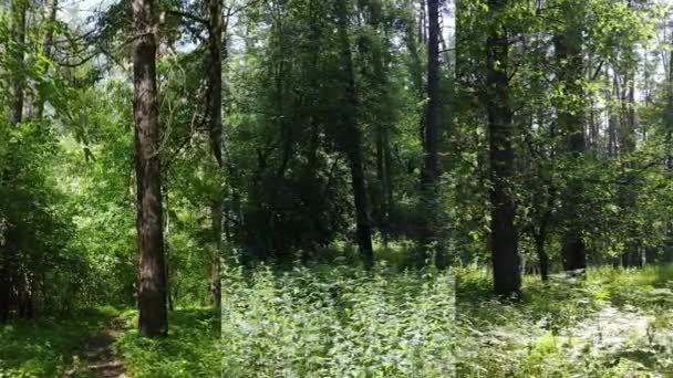 Három egy függőleges videóban az erdőről nappal — Stock videók