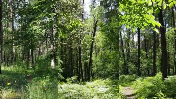 Tre i en vertikal video av skogen om dagen — Stockvideo
