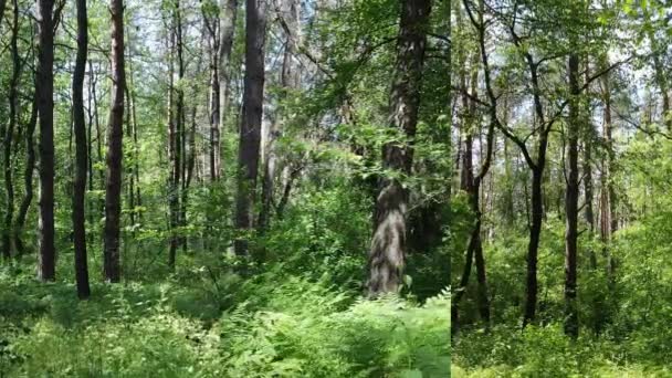 Три в одному вертикальному відео лісу за днем — стокове відео
