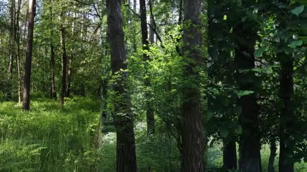 Drie in één verticale video van het bos per dag — Stockvideo