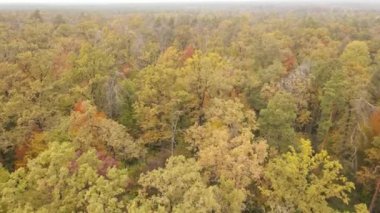 Gündüzleri ağaçlı sonbahar ormanı