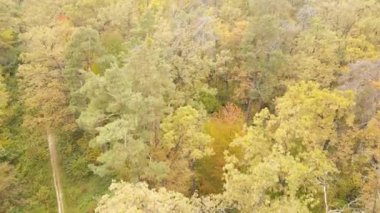 Gündüzleri ağaçlı sonbahar ormanı