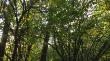 Gündüzleri ağaçlı sonbahar ormanı