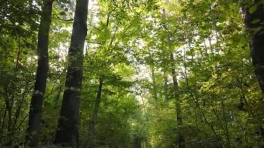 Gündüzleri ağaçlı sonbahar ormanı