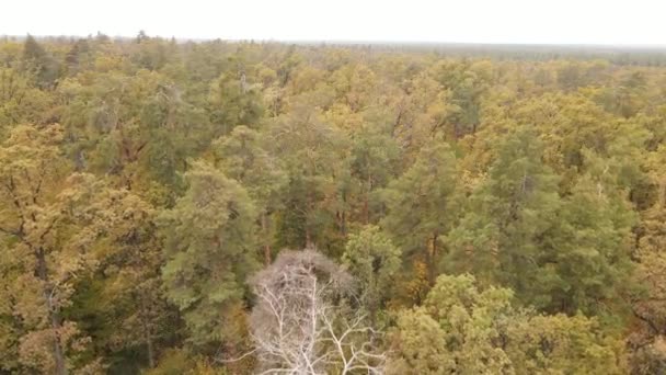 Forêt d'automne avec arbres le jour — Video