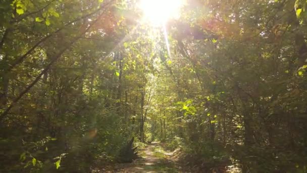 Herbstwald bei Tag mit Bäumen — Stockvideo