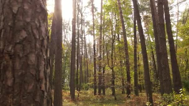 Floresta de outono com árvores por dia — Vídeo de Stock