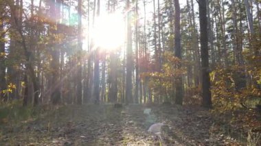 Gündüzleri ağaçlı sonbahar ormanı