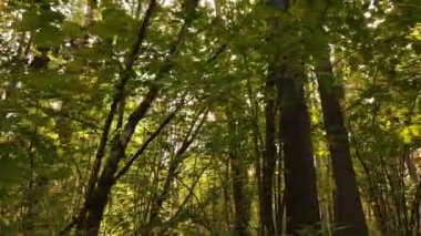 Gündüzleri ağaçlı sonbahar ormanı