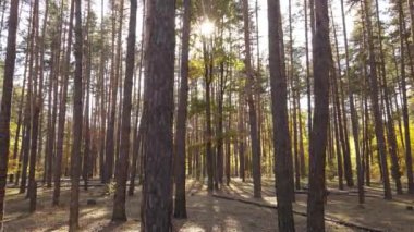 Gündüzleri ağaçlı sonbahar ormanı