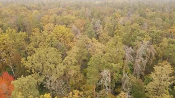 Herbstwald bei Tag mit Bäumen — Stockvideo