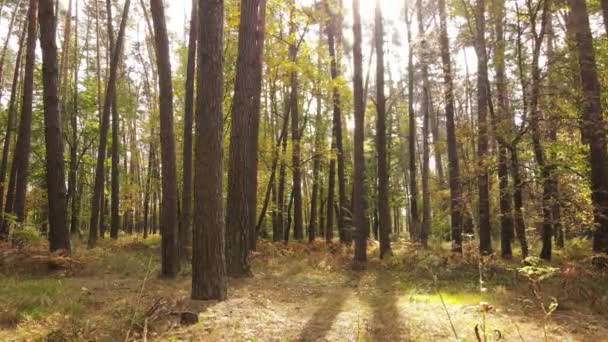 낮 에는 나무가 있는 가을 숲 — 비디오