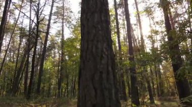 Gündüzleri ağaçlı sonbahar ormanı