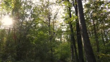 Gündüzleri ağaçlı sonbahar ormanı