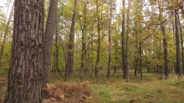 Gündüzleri ağaçlı sonbahar ormanı