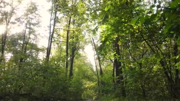 Herfstbos met bomen overdag — Stockvideo