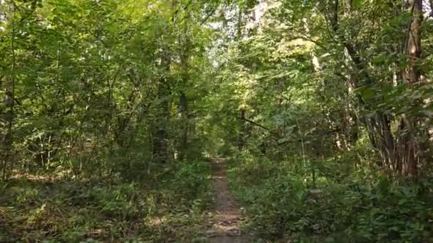 Foresta autunnale con alberi di giorno — Video Stock