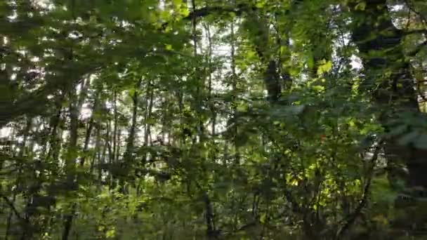 Gündüzleri ağaçlı sonbahar ormanı — Stok video