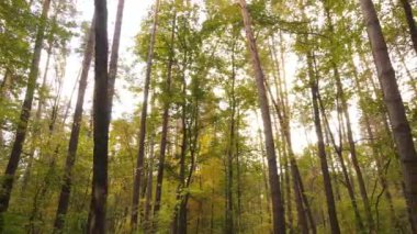 Gündüzleri ağaçlı sonbahar ormanı