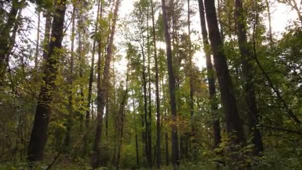 Floresta de outono com árvores por dia — Vídeo de Stock