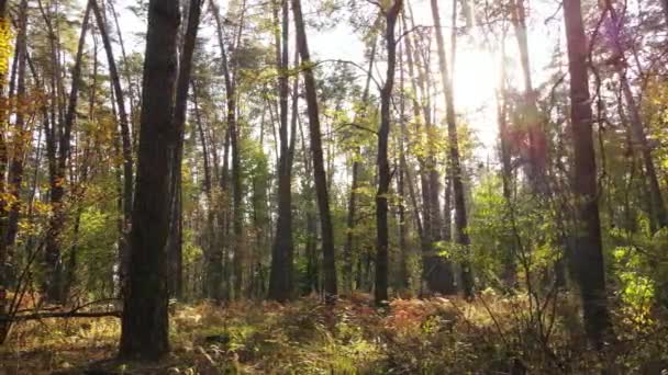 Forêt d'automne avec arbres le jour — Video