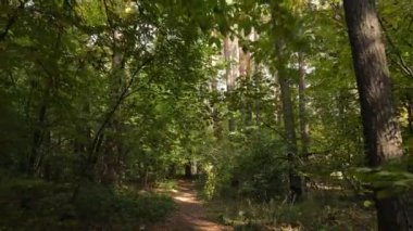 Gündüzleri ağaçlı sonbahar ormanı