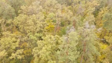 Gündüzleri ağaçlı sonbahar ormanı