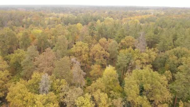 Floresta de outono com árvores por dia — Vídeo de Stock