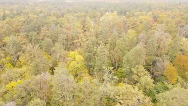 Φθινοπωρινό δάσος με δέντρα τη μέρα — Αρχείο Βίντεο