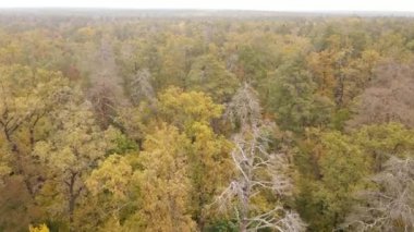 Gündüzleri ağaçlı sonbahar ormanı