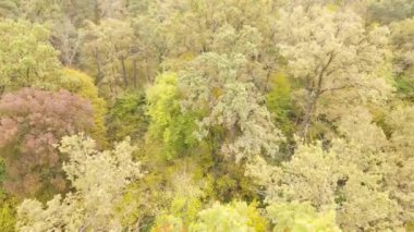 Gündüzleri ağaçlı sonbahar ormanı