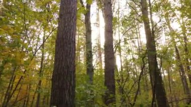 Gündüzleri ağaçlı sonbahar ormanı