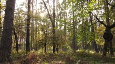 Gündüzleri ağaçlı sonbahar ormanı