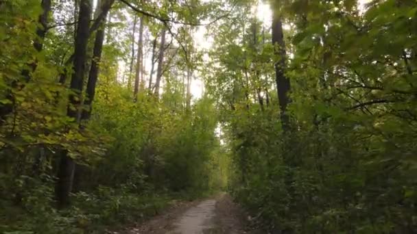 Efterårsskov med træer om dagen – Stock-video