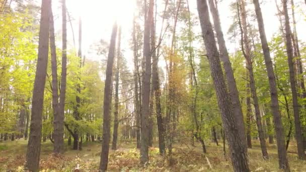 Őszi erdő fákkal nappal — Stock videók