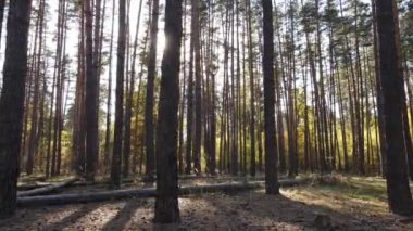 Gündüzleri ağaçlı sonbahar ormanı