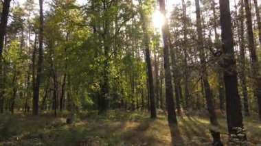 Gündüzleri ağaçlı sonbahar ormanı