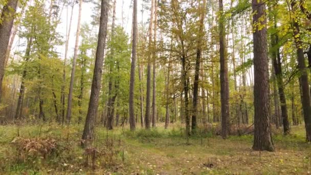 Őszi erdő fákkal nappal — Stock videók