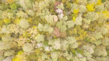 Gündüzleri ağaçlı sonbahar ormanı