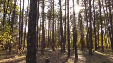 Gündüzleri ağaçlı sonbahar ormanı